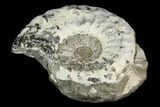 Ammonite (Pleuroceras) Fossil - Germany #125411-1
